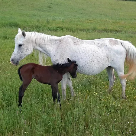 Antica Corte * Montatteglia