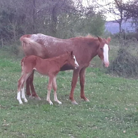 Antica Corte Gospodarstwo agroturystyczne
